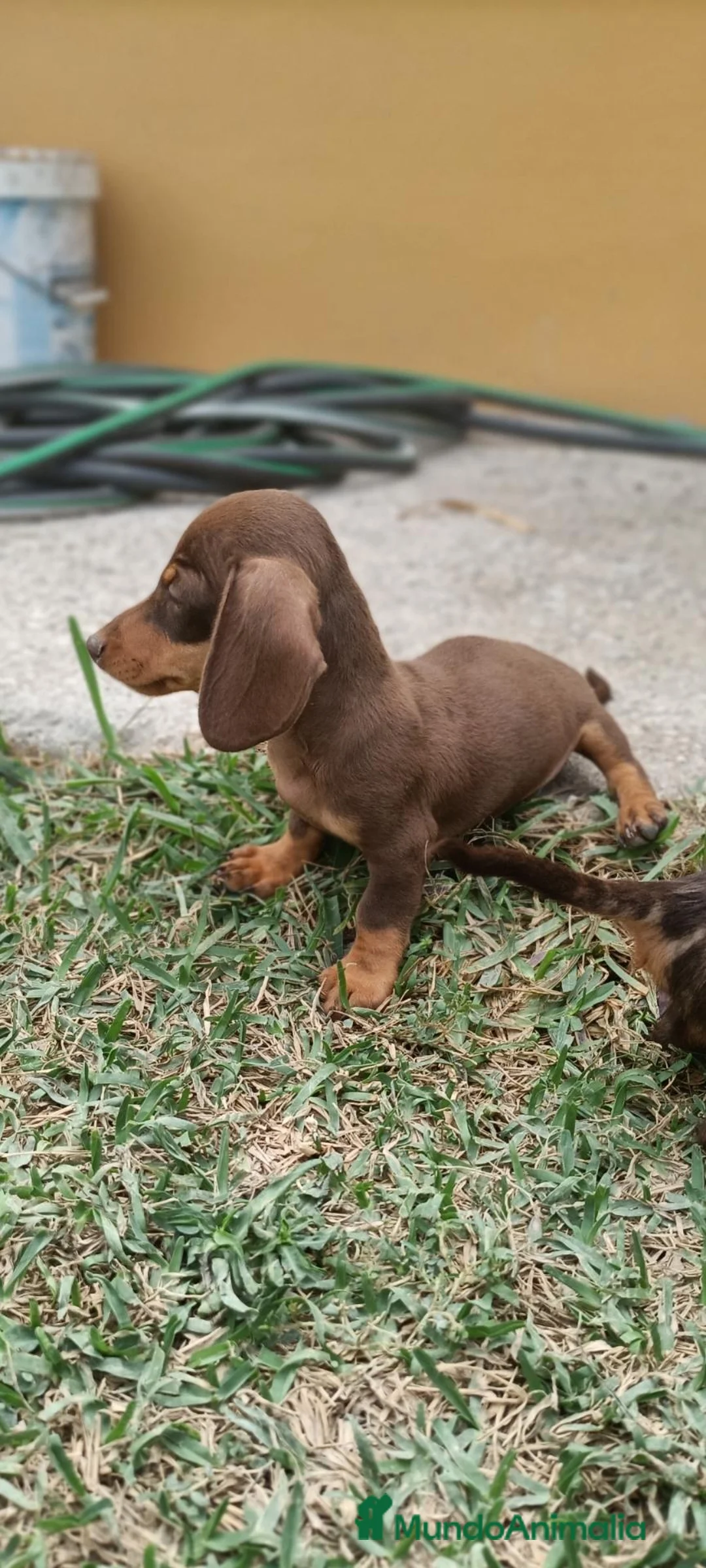 Teckel perros en venta: Preciosos cachorros teckel de pura raza - Anuncio 1
