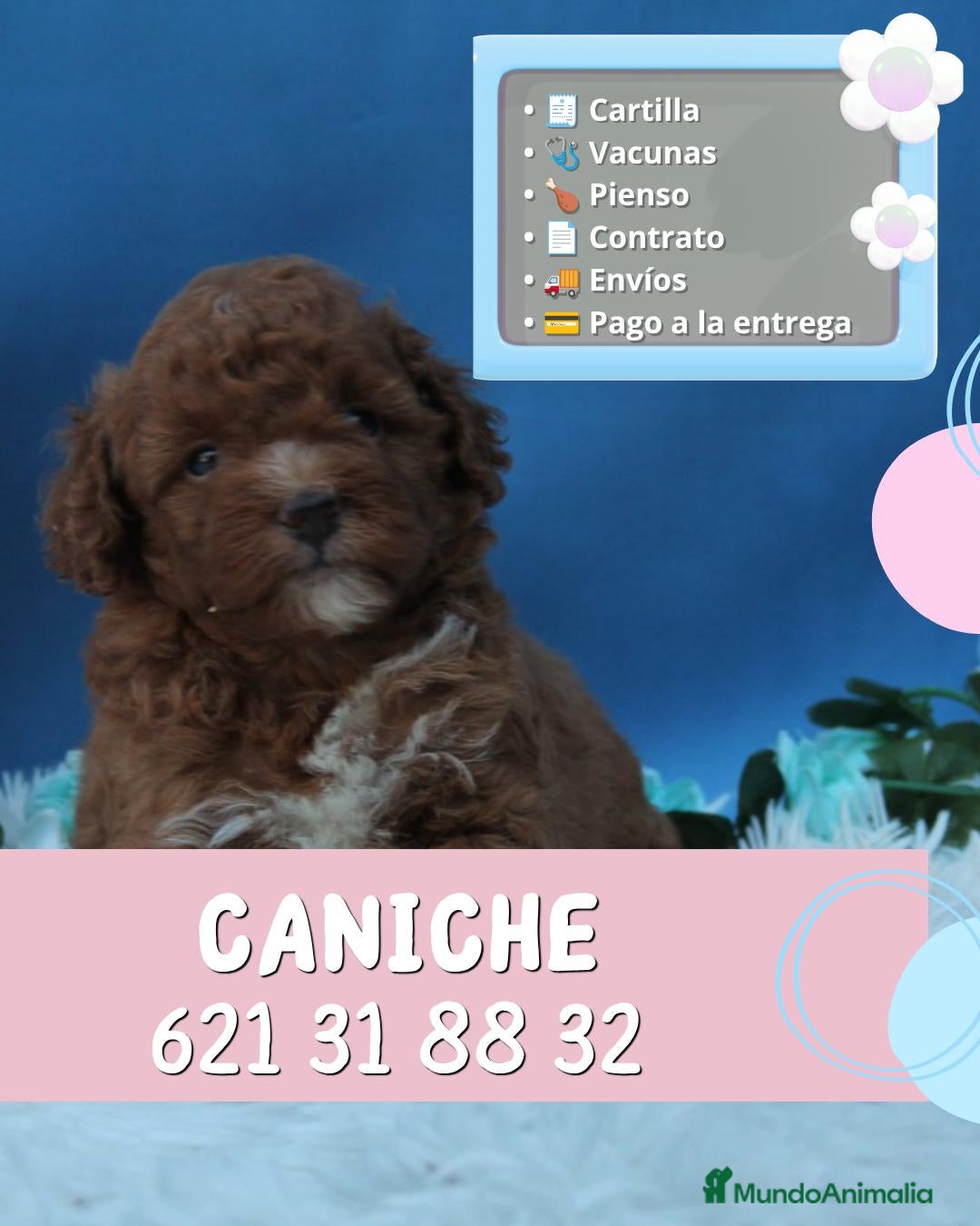 Caniche Enano perros Caniches enanos rojos y apricot - Anuncio 1