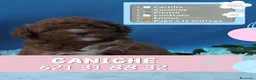 Caniche Enano perros en venta: Caniches enanos rojos y apricot - Anuncio 1