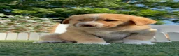Mastín Español perros en venta: CAMADA MASTIN ESPAÑOL - Anuncio 2