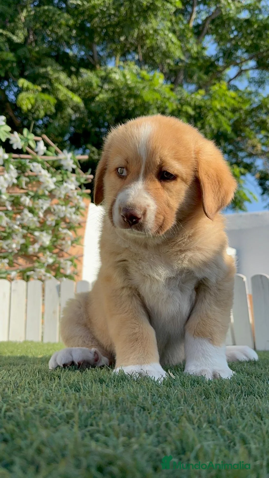 Mastín Español perros en venta: CAMADA MASTIN ESPAÑOL - Anuncio 2