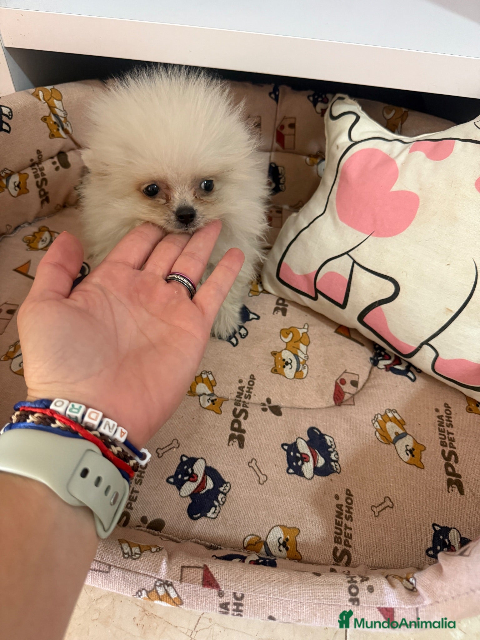 Pomerania perros Cachorritos Pomerania - Anuncio 1