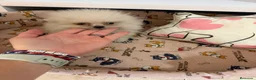 Pomerania perros en venta: Cachorritos Pomerania - Anuncio 1