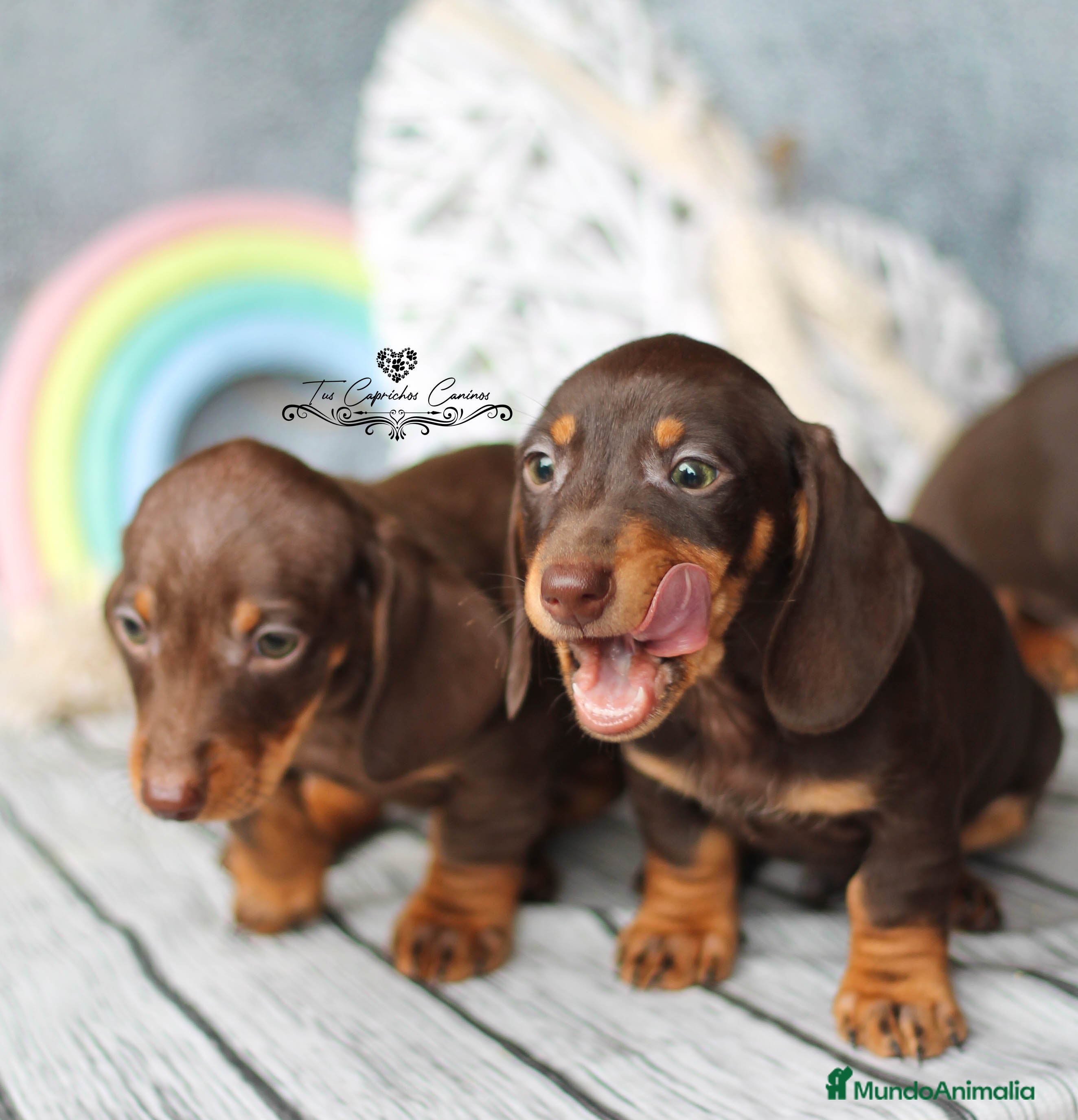 Teckel perros TECKEL COLOR CHOCOLATE DE OJOS VERDES en Cantabria - Anuncio 11