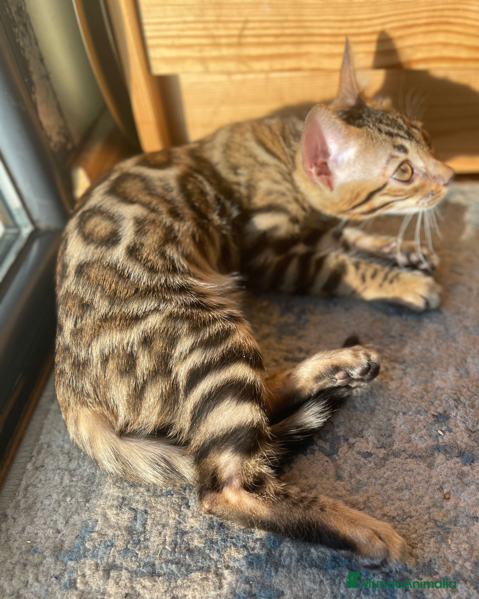 Bengalí gatos Hembra Bengalí Brown Spotted Tabby - Anuncio 10