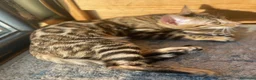 Bengalí gatos en venta: Hembra Bengalí Brown Spotted Tabby - Anuncio 1