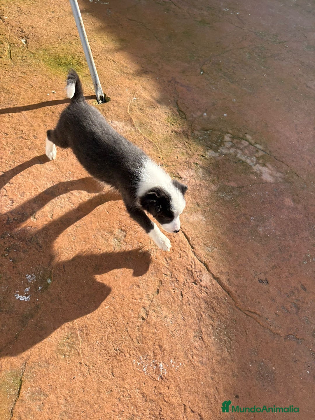 Border Collie perros en venta: Última Border collie hembra  - Anuncio 8