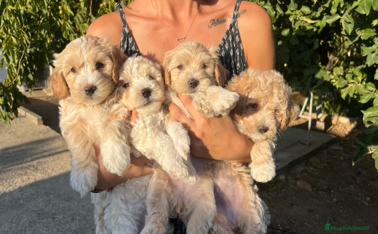 Maltipoo perros - Anuncio 1