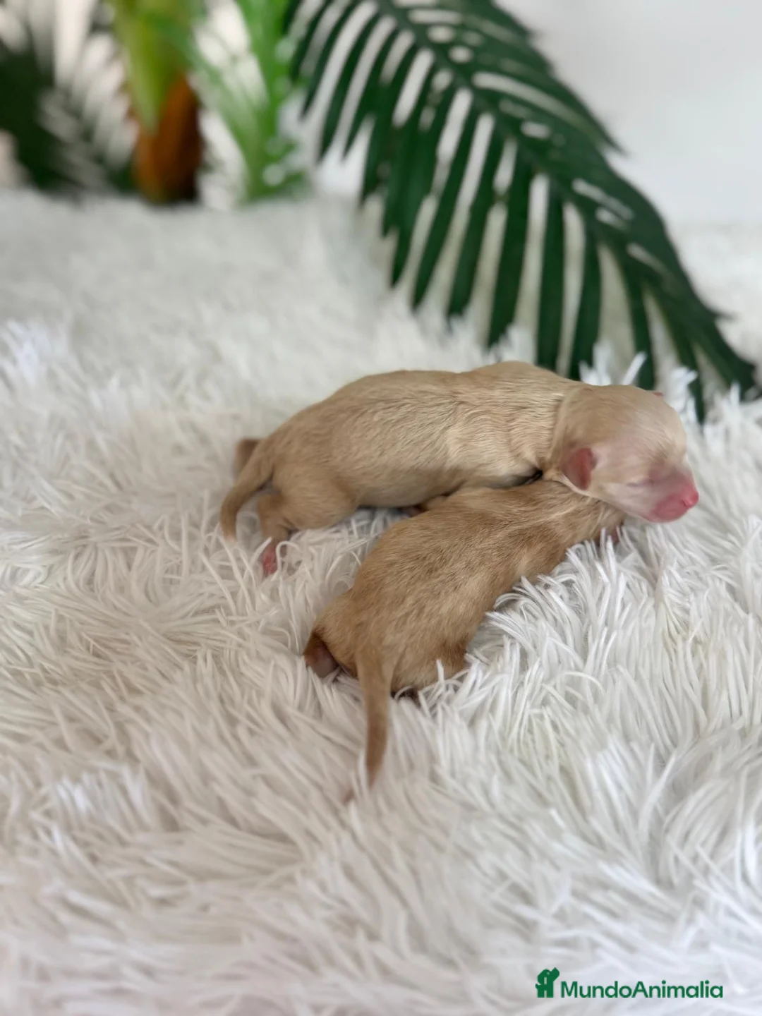 Maltipoo perros en venta: MALTIPOO HEMBRA - Anuncio 3