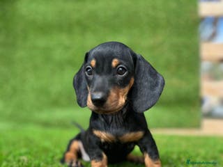 Teckel Miniatura perros Teckel mini puppy - Anuncio 40