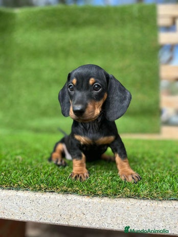 Teckel Miniatura perros Teckel mini puppy - Anuncio 5