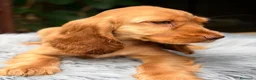 Cocker Spaniel Inglés perros en venta: Cocker inglés de gran calidad  - Anuncio 6