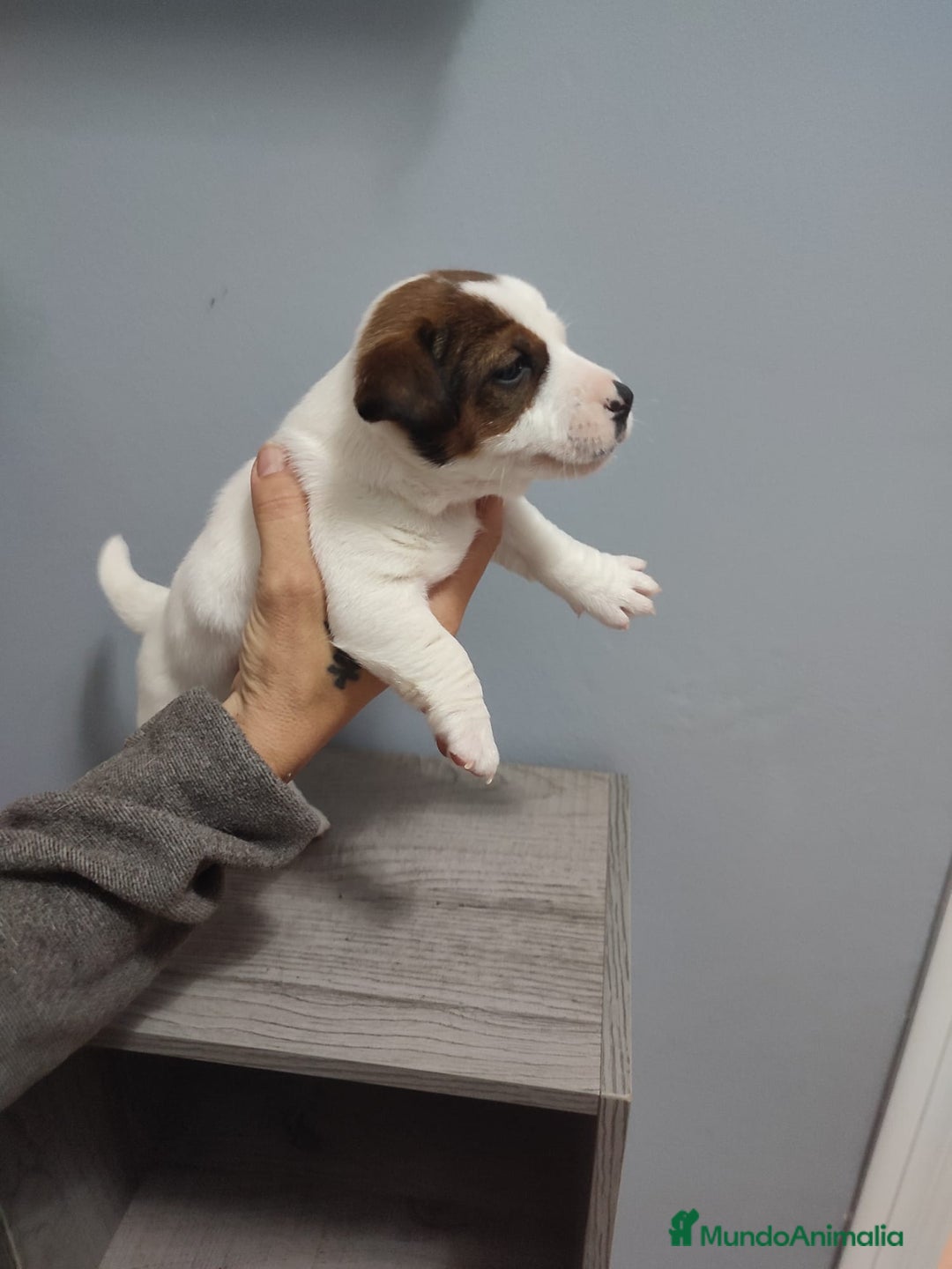 Jack Russell Terrier perros en venta: Jack Russell  - Anuncio 4