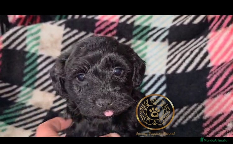 Maltipoo perros - Anuncio 4