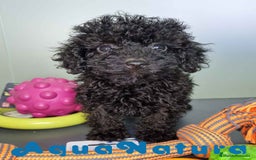 Caniche Toy perros en venta: Caniche Hembra CJMM 4170 AQUANATURA - Imagen 4