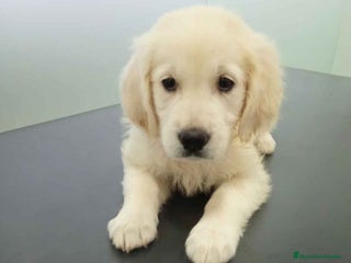 Golden Retriever perros - Anuncio 16
