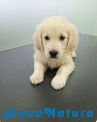 Golden Retriever perros - Anuncio 4