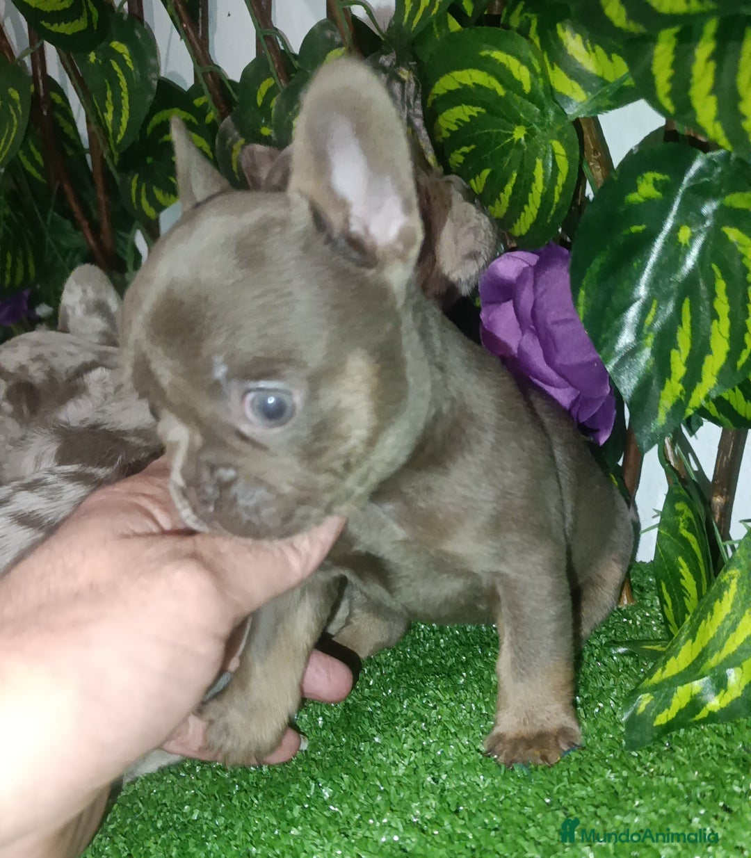 Bulldog Francés perros Bulldog francés isabellas  - Anuncio 2