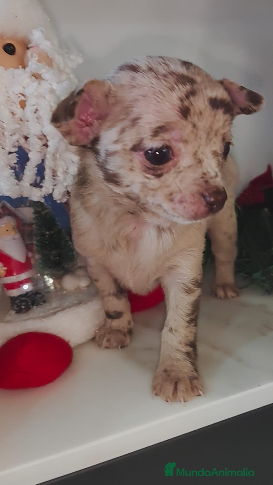 Chihuahua perros Hembra de chihuahua merle  - Anuncio 4