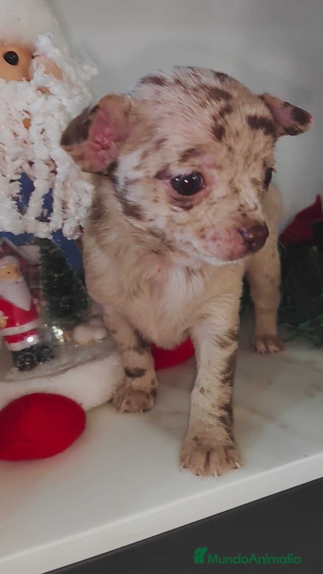 Chihuahua perros en venta: Hembra de chihuahua merle  - Anuncio 1