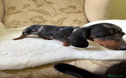 Teckel Miniatura perros en venta: cachorro de teckel miniatura arlequín Merle plata  - Imagen 4