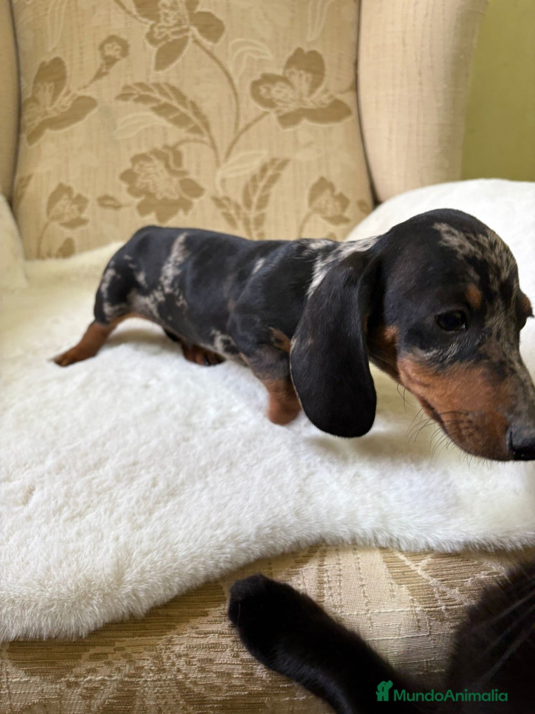 Teckel Miniatura perros en venta: cachorro de teckel miniatura arlequín Merle plata  - Imagen 4