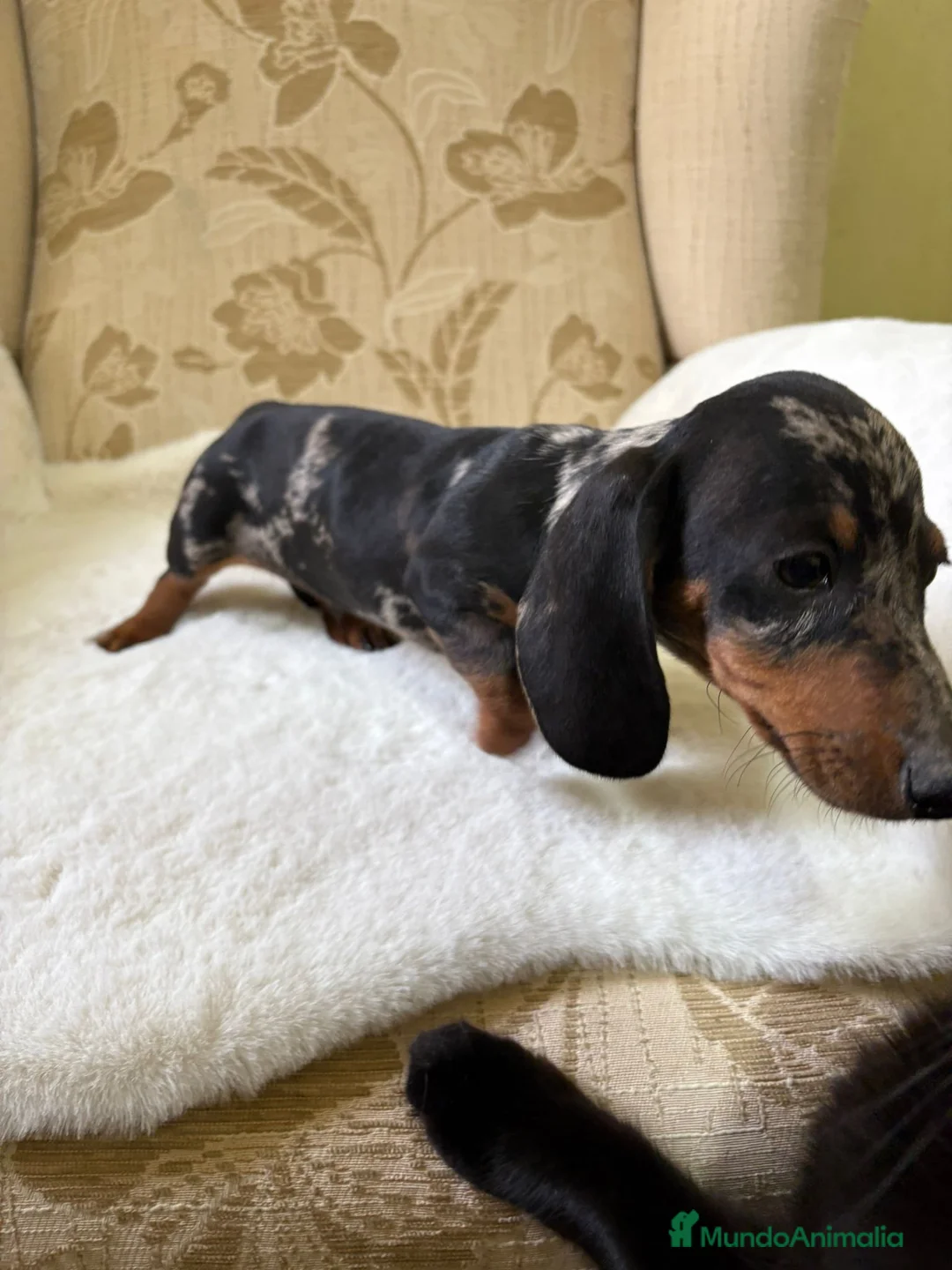 Teckel Miniatura perros en venta: cachorro de teckel miniatura arlequín Merle plata  - Anuncio 4