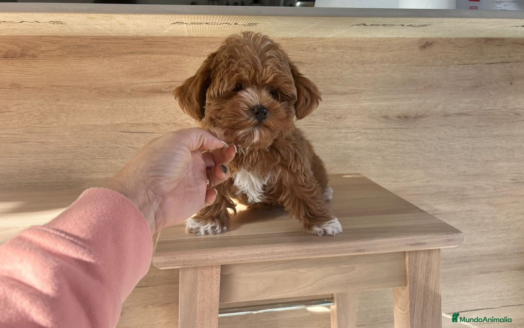 Maltipoo perros en venta: Maltipoo mini - Anuncio 3