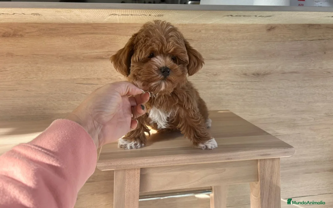 Maltipoo perros en venta: Maltipoo mini - Anuncio 3