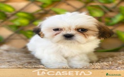 Shih Tzu perros en venta: Camada de Yadira  - Imagen 9