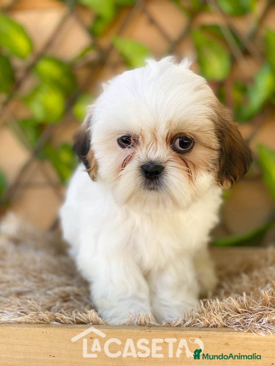 Shih Tzu perros en venta: Camada de Yadira  - Imagen 9
