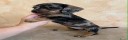 Teckel Miniatura perros en venta: Impresionantes teckel mini  - Anuncio 18