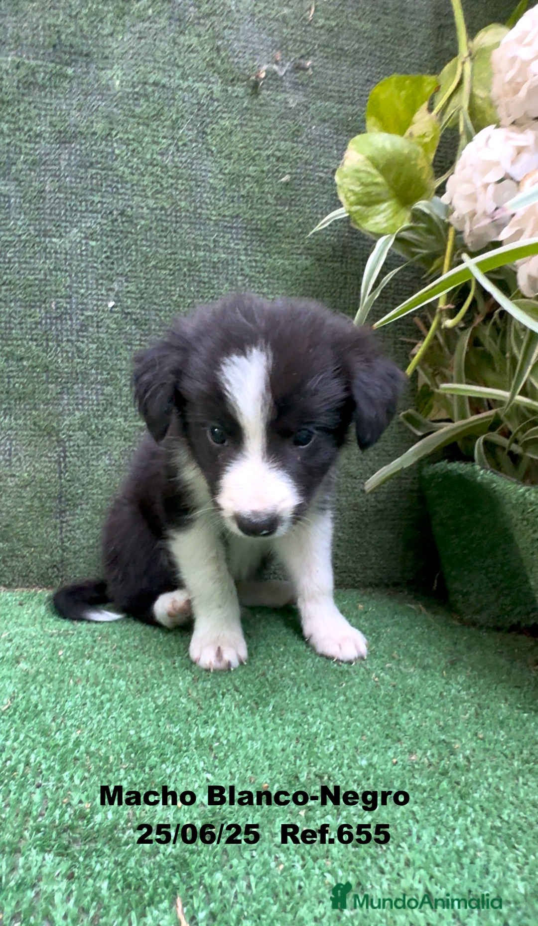 Border Collie perros en venta: BORDER COLLIE DE VILLA BIZNAGA - Imagen 4