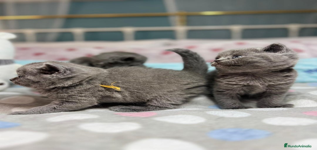 Imagen de galería {{count}}