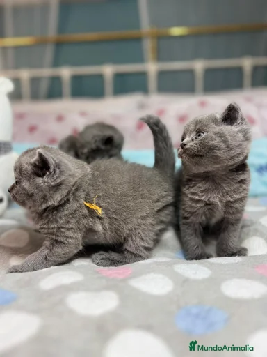 Imagen de galería {{count}}