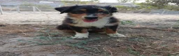 Pastor Australiano perros en venta: PASTOR AUSTRALIANO  - Anuncio 17