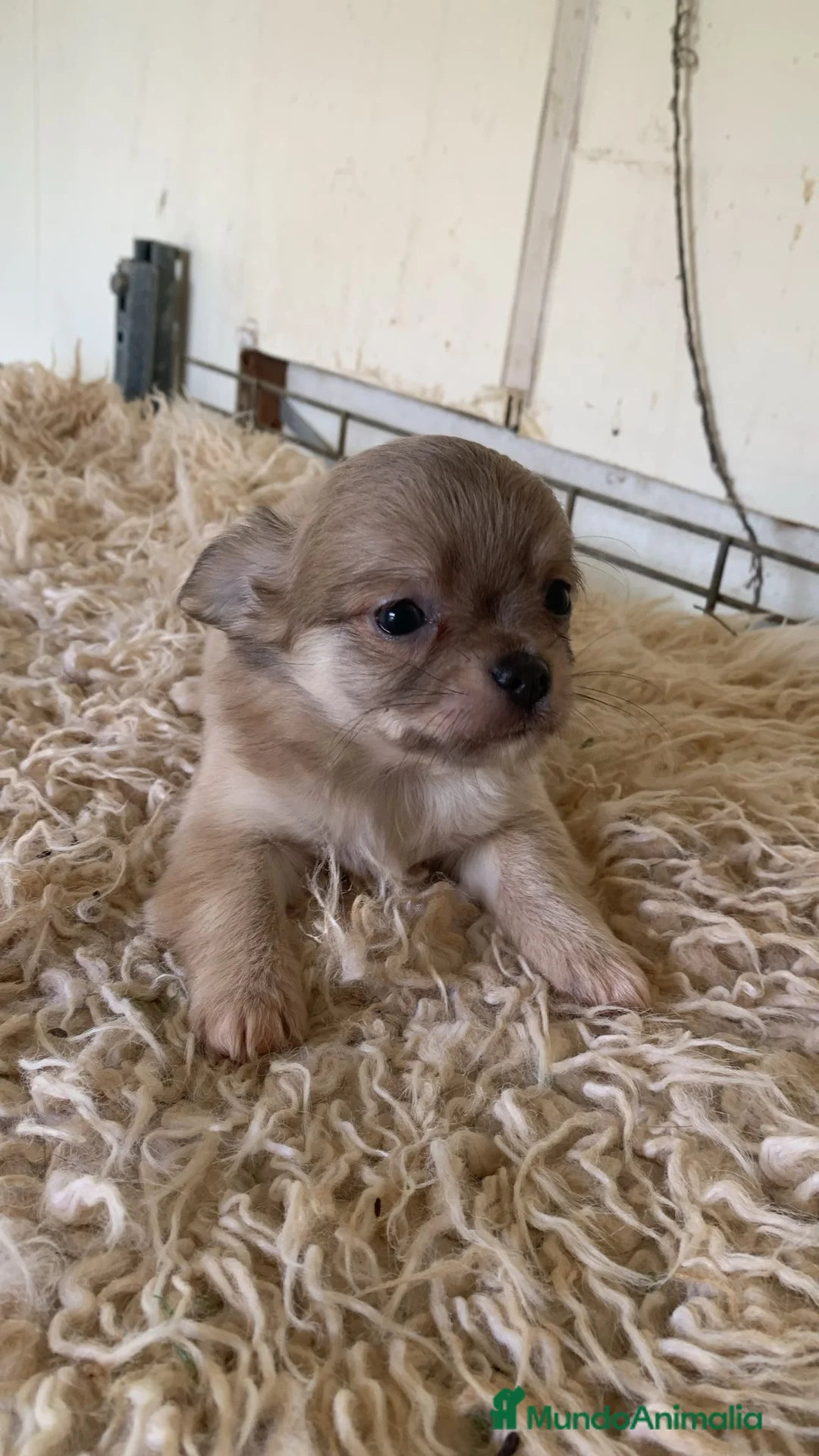 Chihuahua perros en venta: Chihuahuas pelo largo exitico - Anuncio 3