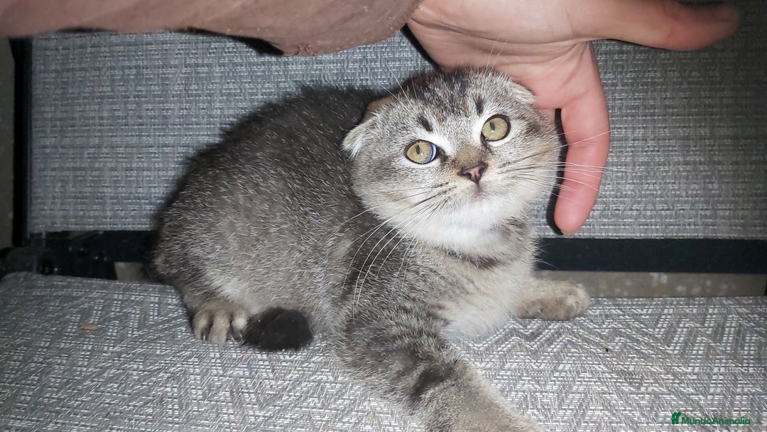 Scottish Fold gatos en venta: Gatito scottish fold 3 meses - Anuncio 2