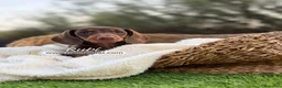 Teckel Miniatura perros en venta: TECKEL HEMBRA - Anuncio 3