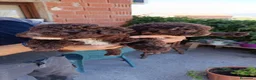 Perro de Agua Español perros en venta: Disponible Perros de agua color chocolate  - Anuncio 5