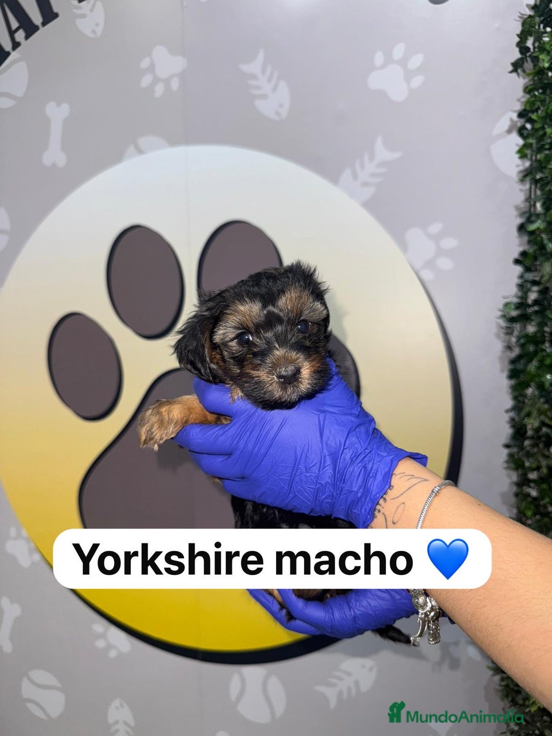 Yorkshire Terrier perros en venta: 🐾YORKSHIRE HAPPYHUELLAS🐾 - Imagen 5