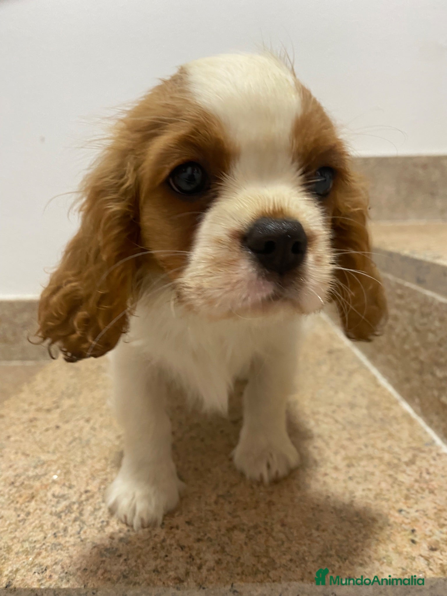 Cavalier King Charles Spaniel perros Camada Cavalier King Charles  - Anuncio 2