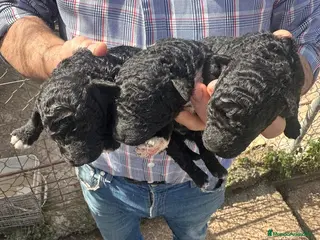 Perro de Agua Español perros PERRO DE AGUA ESPAÑOL - Anuncio 1