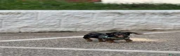 Teckel Miniatura perros en venta: teckel kaninchen  - Anuncio 1