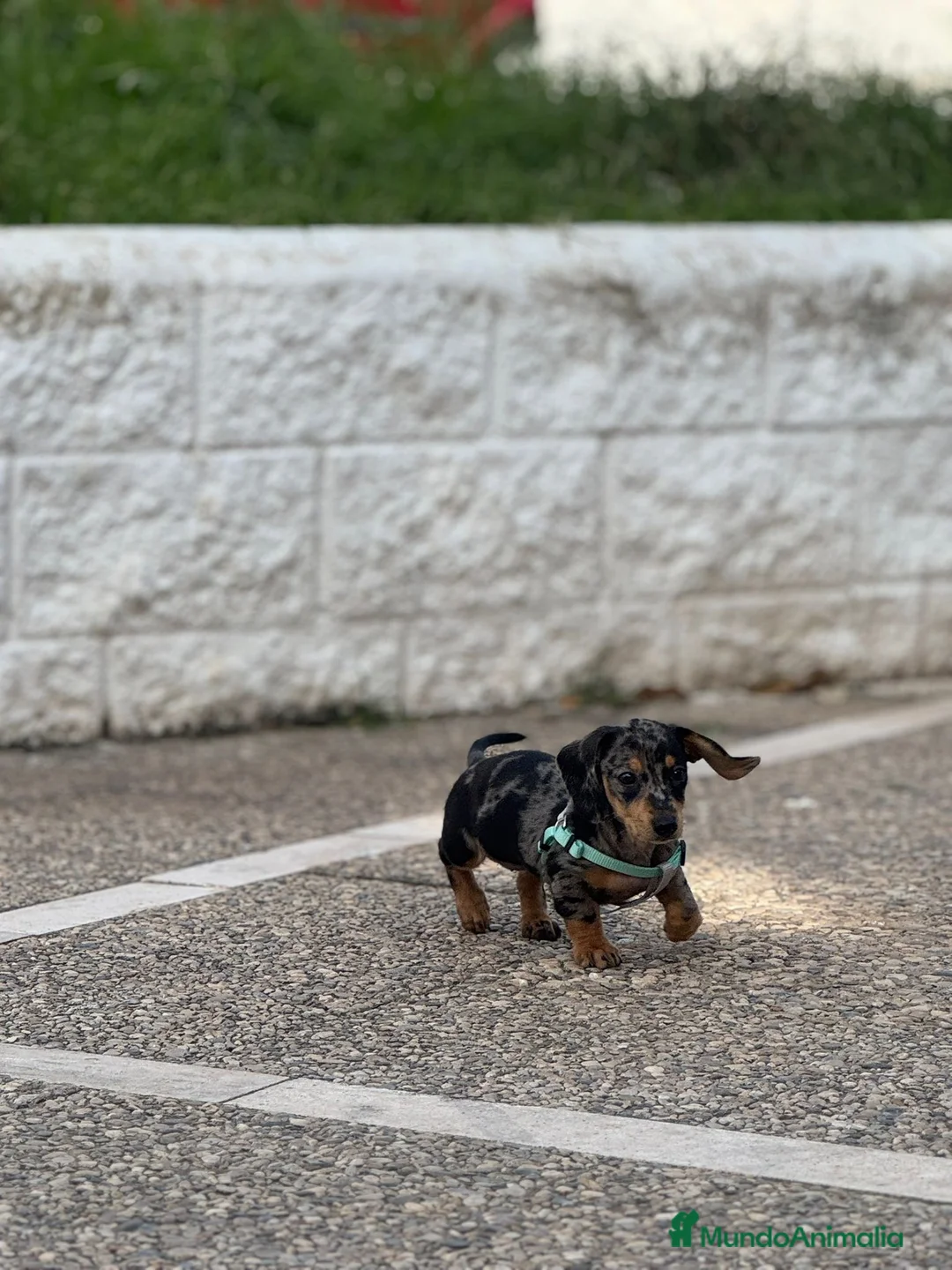 Teckel Miniatura perros en venta: teckel kaninchen  - Anuncio 1