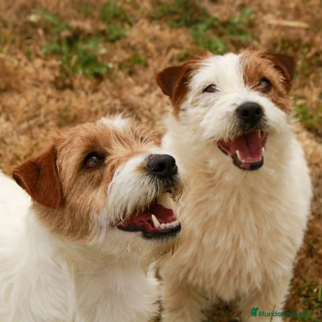 Imagen de galería {{count}}