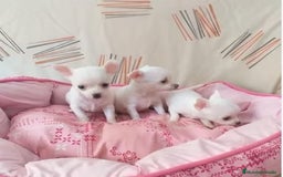 Chihuahua perros en venta: CHIHUAHUA TOY  - Imagen 3