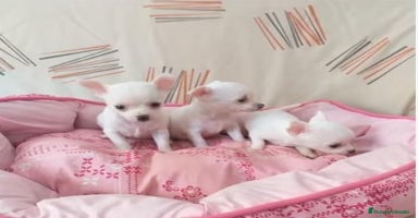 Chihuahua perros - Anuncio 10