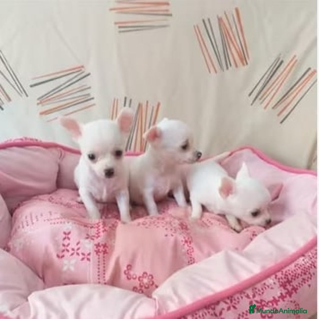 Chihuahua perros en venta: CHIHUAHUA TOY  - Imagen 3