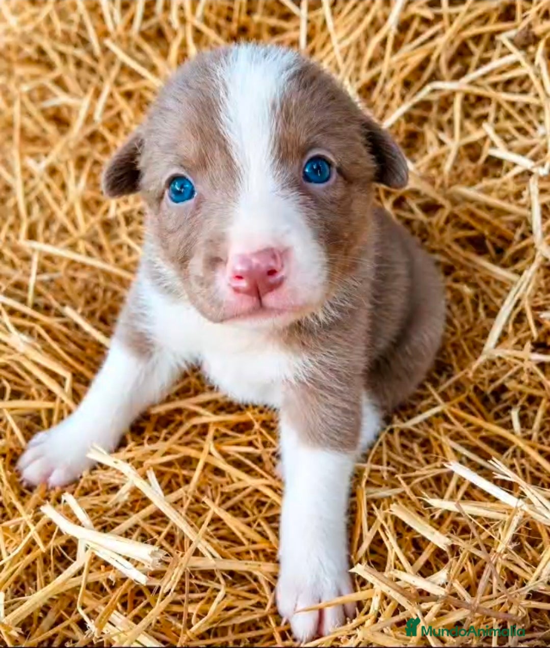 Border Collie perros Border collies lilac y chocolates - Anuncio 1